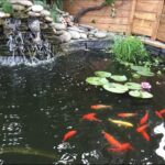 lansdowne backyard pic 2
